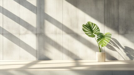 Poster - Monstera Plant in Pot Against Sunlit Wall