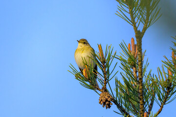 Poster - A Willow Warbler sitting on a twig