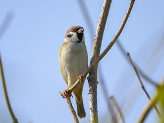 Poster - Eurasian Tree sparrow sitting on a twig