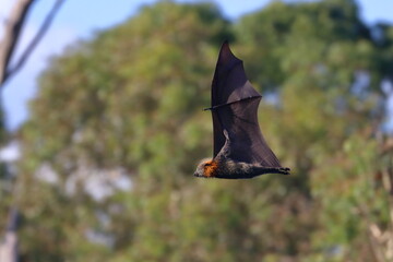 Wall Mural - flying fox