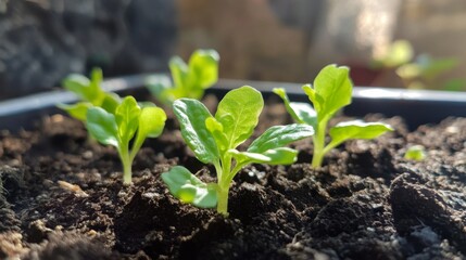 Aufkleber - A close-up of a tiny green seedling sprouting from rich, dark soil, illuminated by soft sunlight in a garden.