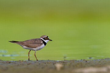 Wall Mural - shorebird charadrius dubius, little ringed plover on blurred background summer time poland europe