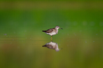 Wall Mural - Shorebirds - Wood Sandpiper Tringa glareola, wildlife Poland Europe summer time migratory bird