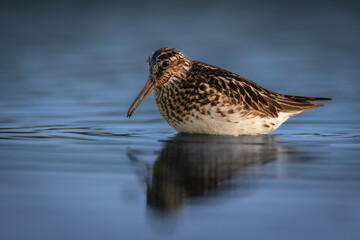 Wall Mural - shorebird broad-billed sandpiper limicola falcinellus, calidris falcinellus bird with long beak, sta