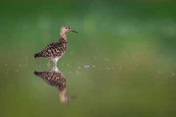 Wall Mural - Shorebird - Philomachus pugnax, Ruff on summer time, migratory bird Poland Europe