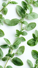 Wall Mural - Fresh Green Oregano Leaves on Light Background for Natural Herbal Cooking