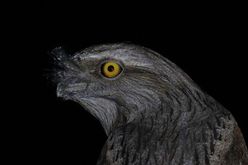 Wall Mural - tawny frogmouth