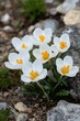 © Iryna - A bunch of white flowers with yellow centers are growing on a rocky surface. The flowers are small and delicate, and they seem to be thriving despite the harsh environment