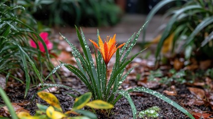 Sticker - Dewy Orange Flower In Garden Bed