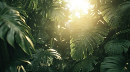 Poster - Sunlit Monstera Leaves Lush Tropical Foliage