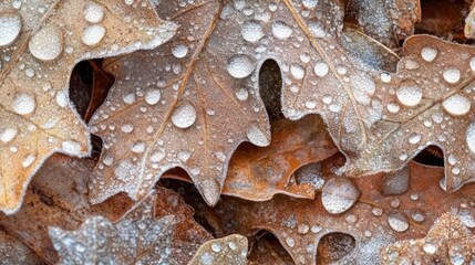Poster - Frozen Dewdrops Adorn Autumn Oak Leaves
