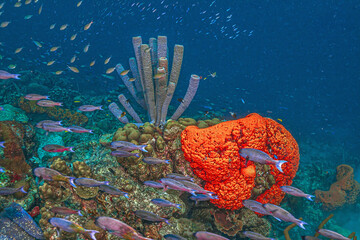 Wall Mural - Caribbean coral garden, Bonaire