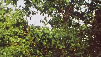 Wall Mural - archival film, close up, green tree foliage on blue sky background in summer. juicy leaves in spring