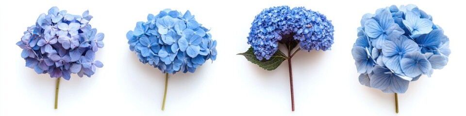 Poster - A row of blue flowers on a white surface