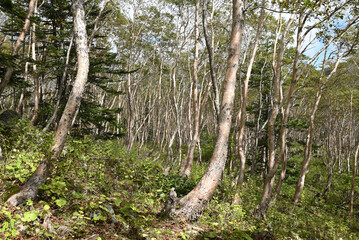 Wall Mural - Mt. Nikko-Shirane, Gunma, Tochigi, Japan