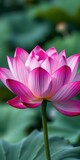 Beautiful pink lotus flower blooming in a serene pond surrounded by lush green leaves