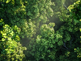Wall Mural - sunlight filters through lush green canopy of trees in aerial view