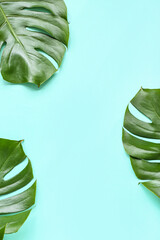 Wall Mural - Tropical monstera leaves on turquoise background