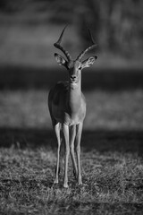 Wall Mural - Mono male impala facing camera on savanna