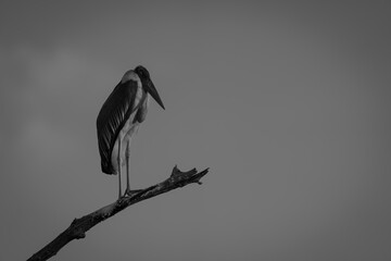 Wall Mural - Mono marabou stork on branch at sunset