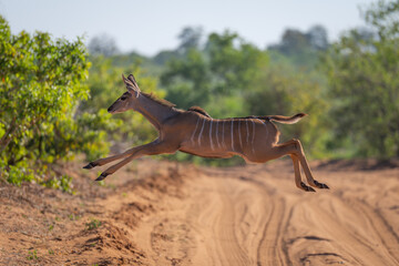 Wall Mural - Female greater kudu jumping across sandy track