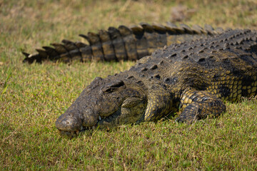 Wall Mural - Close-up of Nile crocodile on short grass