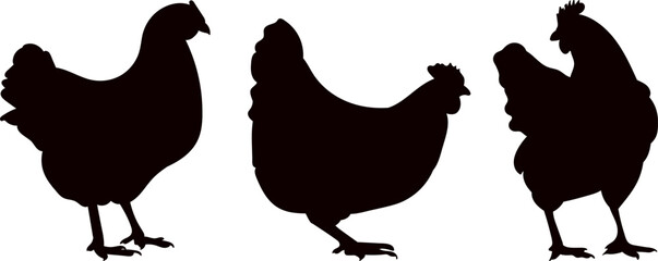 Wall Mural - chicken silhouette on white background vector