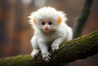 © ธันวา พรหมคำบุตร - Fluffy white monkey sitting on branch, showcasing its large eyes and playful expression. soft fur and unique features create adorable and captivating scene