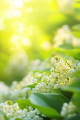 Poster - Close up of clusters of delicate white flowers in bloom, bathed in sunlight with soft bokeh and green foliage in the foreground. Bright and airy