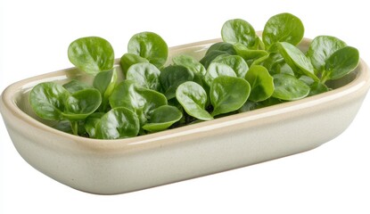 Wall Mural - Fresh green leaves of watercress in a light beige rectangular dish, isolated on white background. The leaves are slightly out of focus. The dish has