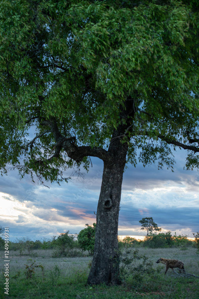 Hyena, Crocuta crocuta, against a backdrop of clouds at sunset.