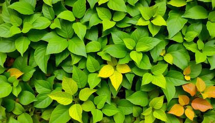 plants leaves nature real ivy green wallpaper texture background, colorful. with white shades