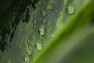 Wall Mural - plant with water drops on leaf, macro view