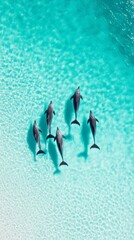 Aufkleber - Six dolphins gracefully swimming in crystal clear turquoise waters near a pristine white sand beach, creating a picturesque tropical paradise filled with serenity and beauty