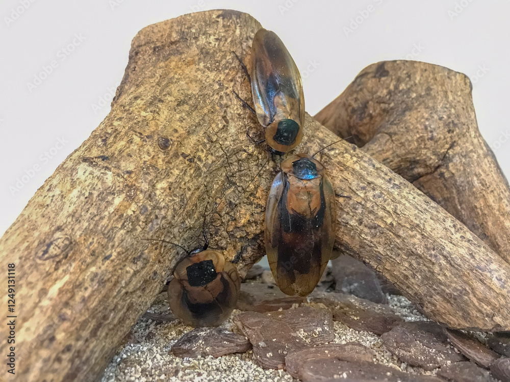 Group of Blaberus giganteus cockroaches on a log inside a terrarium ...