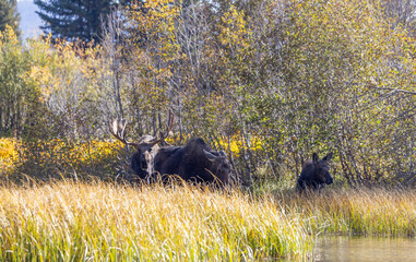 Wall Mural - Bull and Cow Moose Rutting in Autumn in Grand Teton National Park Wyoming