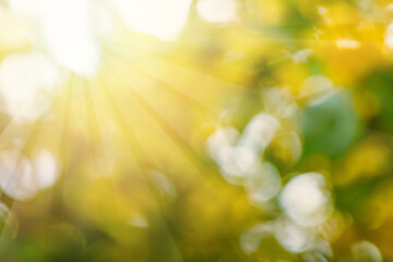 Wall Mural - Green defocused leaves an sunlight background