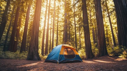 Poster - A blue and yellow tent sits in a sunlit redwood forest.