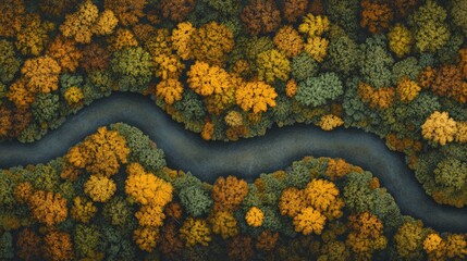 Poster - Capturing an aerial view of a winding road meandering through a vibrant autumn forest, revealing the stunning beauty of nature's seasonal transformation and colorful foliage