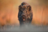 Dzik, (Sus scrofa), wild boar, boar
