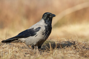 Wall Mural - Bird - Hooded crow Corvus cornix in autumn meadow Poland Europe