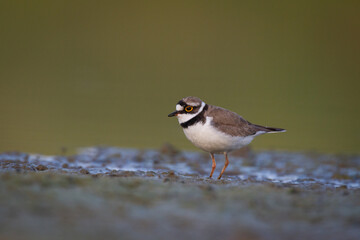 Wall Mural - shorebird charadrius dubius, little ringed plover on blurred background summer time poland europe