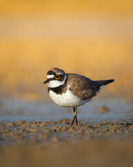 Wall Mural - shorebird charadrius dubius, little ringed plover on blurred background summer time poland europe