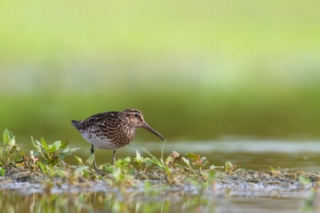 Wall Mural - shorebird broad-billed sandpiper limicola falcinellus, calidris falcinellus bird with long beak, sta