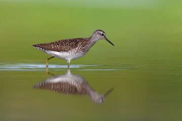 Wall Mural - shorebirds - wood sandpiper tringa glareola, wildlife poland europe summer time migratory bird