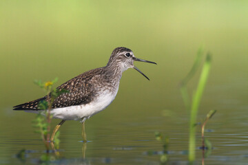 Wall Mural - Shorebirds - Wood Sandpiper Tringa glareola, wildlife Poland Europe summer time migratory bird