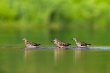 Wall Mural - shorebird - philomachus pugnax, ruff on summer time, migratory bird poland europe