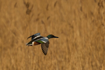 Wall Mural - Male Shoveler (Anas clypeata) in flight across the seedbeds of the Somerset Levels in Somerset, United Kingdom.   