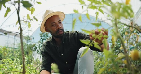 Wall Mural - Greenhouse, black man and vegetables with growth for inspection, agriculture and harvesting season. Farming, male person and farmer with tomato for food production, sustainability and quality control