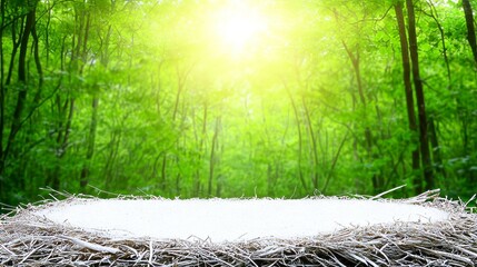 Wall Mural - Bird Nest Platform in Forest With Sunlight Shining Through Trees Creating Bright Atmosphere.